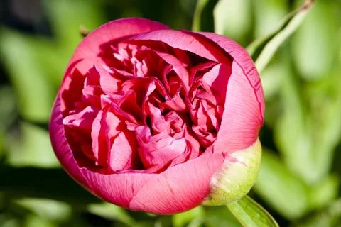 - pink primerose Stock Photos