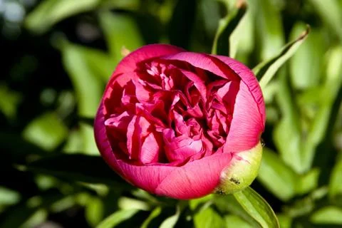 - pink primerose Foto stock