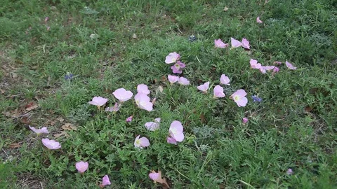 Pink Primrose flowers Stockbeeldmateriaal 73913818