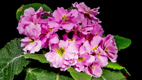 Pink Primrose Time Lapse of First Spring Flower Blossom. Primula Vulgaris W.. Stock Footage 331866569