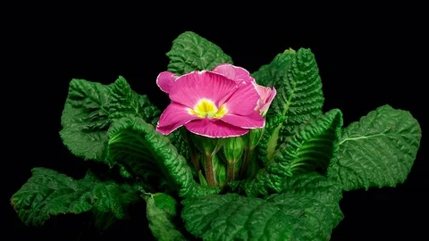 Pink Primula Blooming Timelapse Stock Footage 75552738