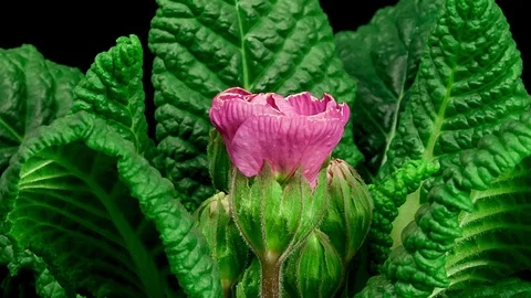 Pink Primula Blooming Timelapse Stock Footage 108530047