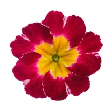 Pink Primula Stock Photos