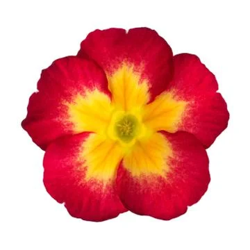 Pink Primula Stock Photos