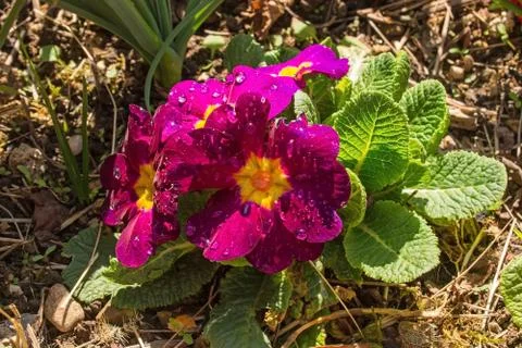 Pink Primulas Stock Photos