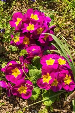 Pink Primulas Stock Photos