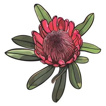 Pink Protea Detailed Vector Illustration Stock Illustration