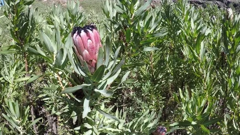 Pink protea flower blowing in the with Stock Footage