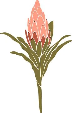 Pink Protea flower Vector illustration isolated on white background. tropical Stock Illustration