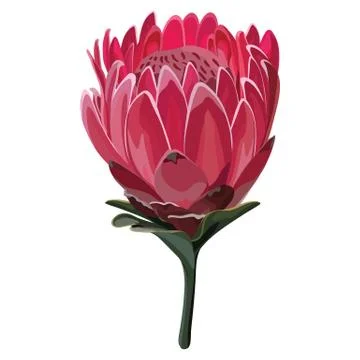 Pink Protea Illustration Illustrazione stock