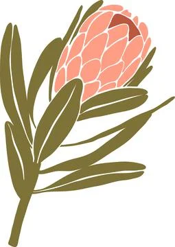 Pink Protea Realistic Vector illustration. Tropical flower blossom. Exotic Stock Illustration