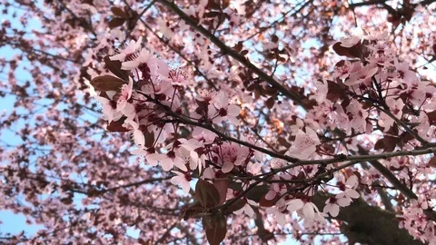 Pink prunus cherry tree sakura flowers blooming in the warm wind of spring April Vidéo 106019908
