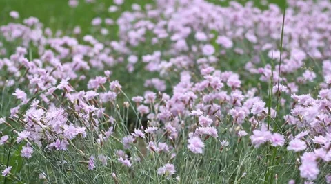 Pink Puffy Tiny Flowers Stock Footage 46123900