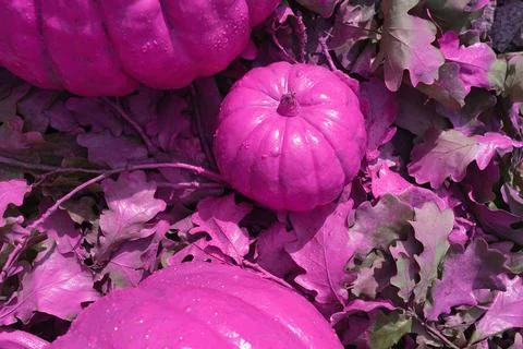 Pink pumpkins on oak leaf Stock Photos