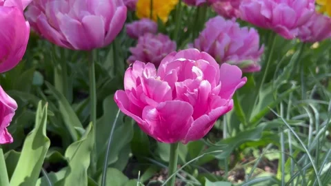 Pink, purple, chic, large, fluffy, tulip bud close. Stock Footage 242385848