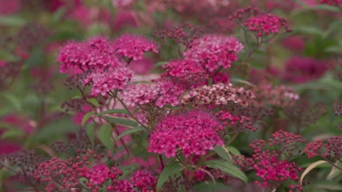 Pink purple flowers Stock Footage 283376470