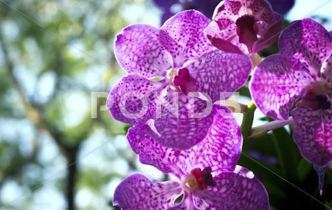 Pink purple orchid flower bouquet in green park with copy space Stock Photos