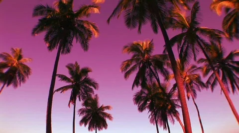 Pink / Purple Palm Trees in Hawaii Video stock 80098