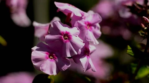 Pink-purple phlox Stock Footage 213063660