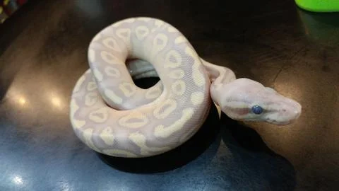 Pink python 写真素材