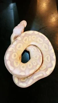 Pink python 写真素材