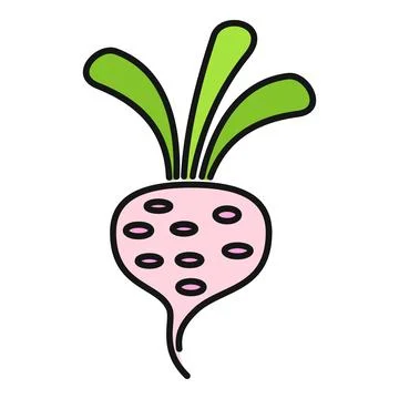 Pink radish with green leaves vector illustration Stock Illustration