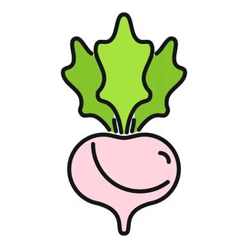 Pink radish root vegetable with green leaves icon Stock Illustration