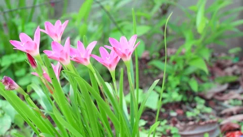 Pink rain lilies in full bloom, basking in the sunlight within a natural garden. Stock Footage 338167394