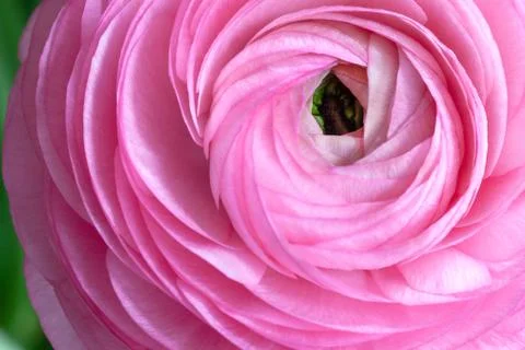 Pink Ranunculus Background. Macro. Close-up. For colourful greeting card  Foto stock
