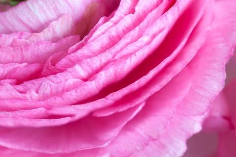 Pink Ranunculus Background. Macro. Closeup. Stock Photos