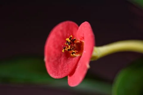 Pink ranunculus on black background Foto stock