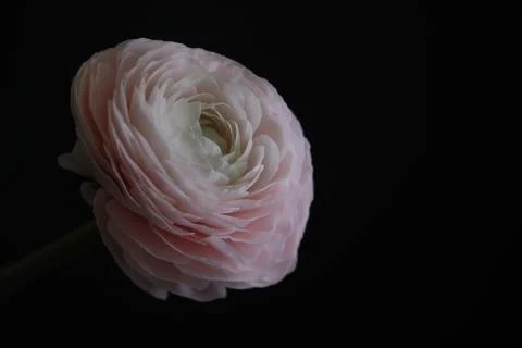 Pink ranunculus on black background Stock Photos