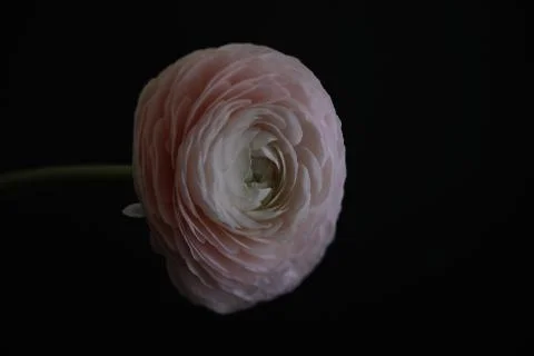 Pink ranunculus on black background Stock Photos