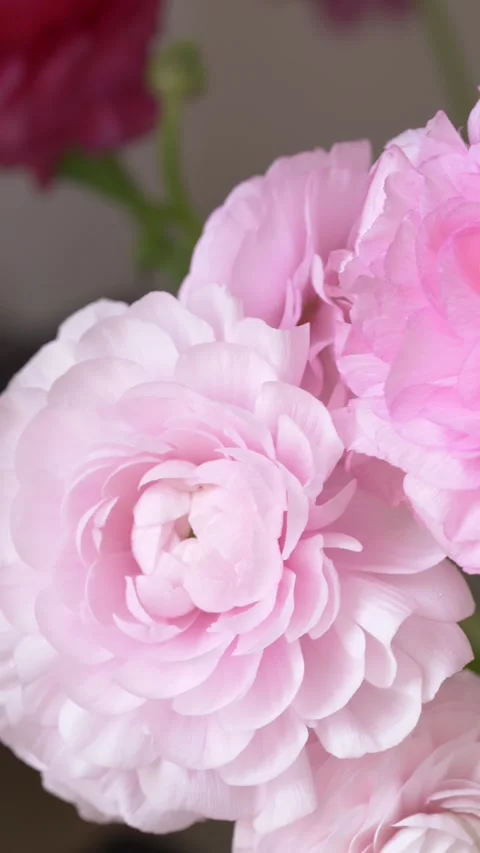 Pink ranunculus bouquet in vase creates elegant Mother Day floral concept for Stock Footage 335144280