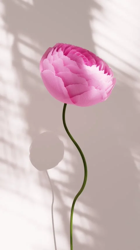 .Pink ranunculus flower gracefully rising and forming a beautiful bud on wa.. Stock Footage 336087639