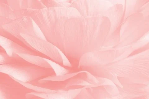 Pink ranunculus flower Stock Photos