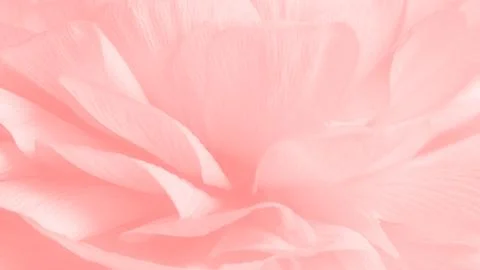 Pink ranunculus flower Stock Photos
