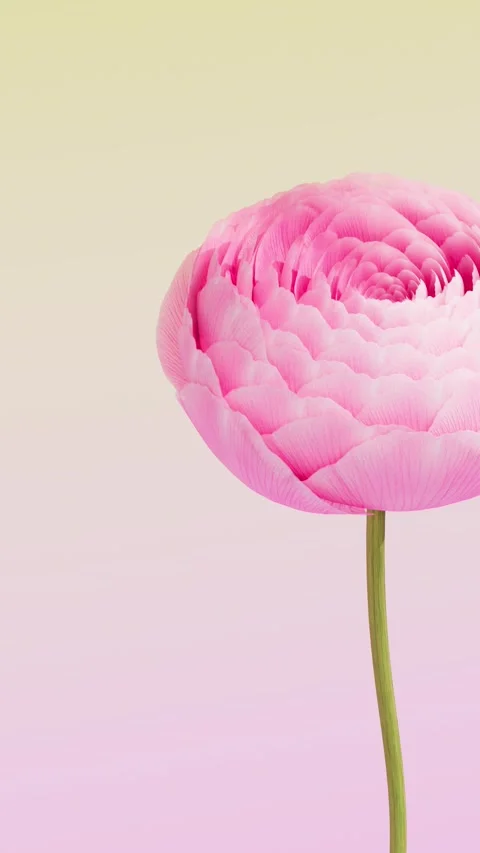 Pink ranunculus flower rotating and forming a beautiful bud with detailed p.. Stock Footage 337110828