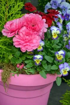Pink ranunculus flowerpot Foto stock