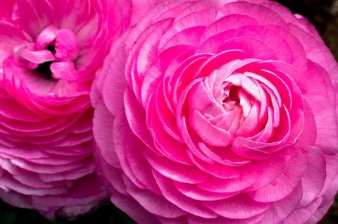 Pink Ranunculus Stock Photos