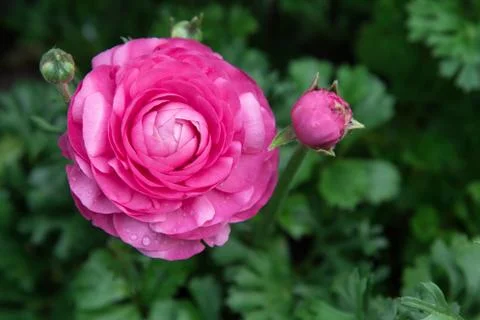 Pink ranunculus Stock Photos