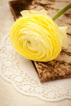 Pink Ranunculus Stock Photos