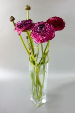 Pink ranunculus Stock Photos