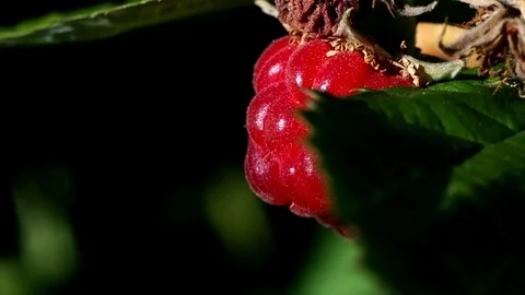Pink raspberry berries Stock Footage 91918975