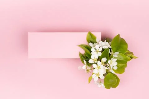 Pink rectangle blank card for text mockup with white apple tree flowers, gree Stock Photos