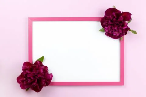 Pink rectangular frame with clean white center and peonies on sides on pastel Stock Photos