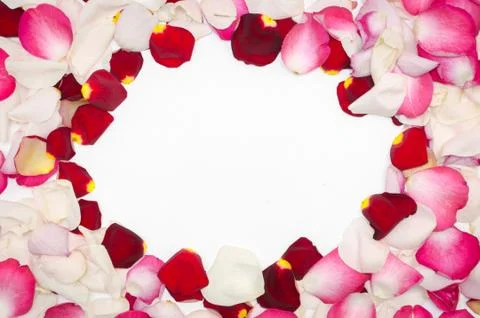 Pink. red and white rose petals. Valentine's day background. Flat lay, top view Stock Photos