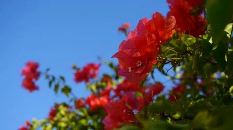 Pink Red bougainvillea flowers against Blue sky Stock Footage