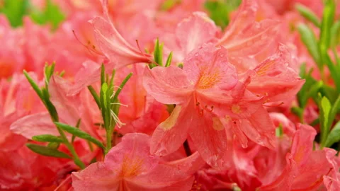 Pink red flower close up with dew Stock Footage 159267747