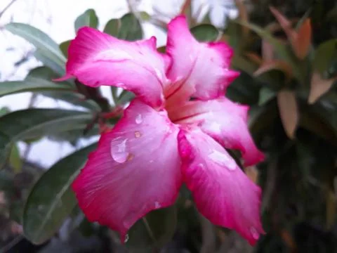 Pink red flower Stock Photos